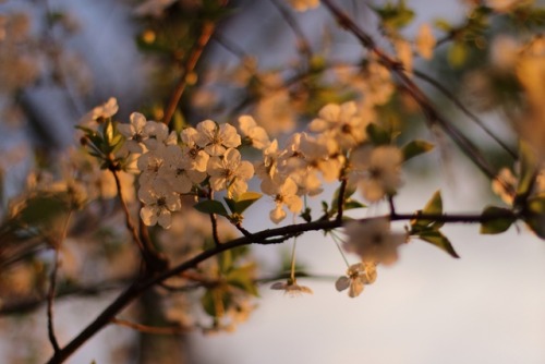 Cherry blossoms after the storm this evening.