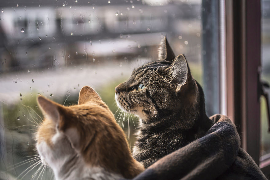 culturenlifestyle:  Cute Cat Photography Staring Out the Rainy Scenery by Felicity
