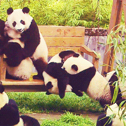 Giant Panda Photos