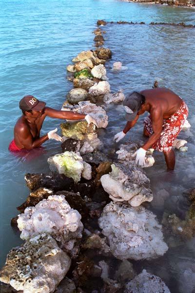 kakaimeitahi:  Families live right next to the lagoon or the ocean side of the low-lying Kiribati ca