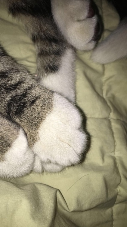 I love cat paws