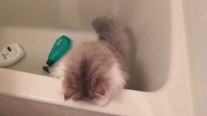 awwww-cute:  Realization that the human is trying to bathe you (Source: http://ift.tt/2xiwJGG)