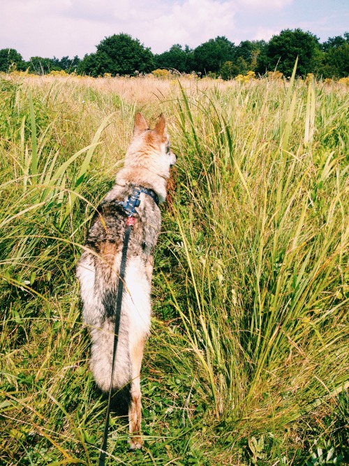 the-little-wolfdog:Still exploring our new surroundings:)