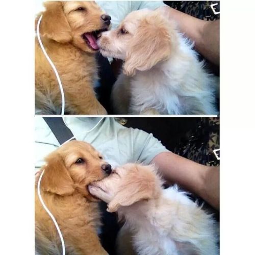 cornfedmusclepup:  awwww-cute:  It started out as a kiss, how did it end up like this  Lol