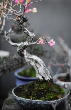 thekimonogallery:  Bonsai.  Japan.  Photography