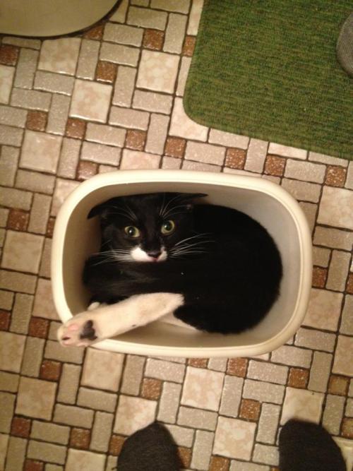 catsbeaversandducks:10 Cats That Woke Up Feeling Like Garbage “Look I just want to be alone for a wh