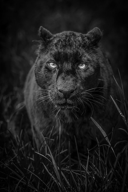 tulipnight:  Khan by Richard Langford 