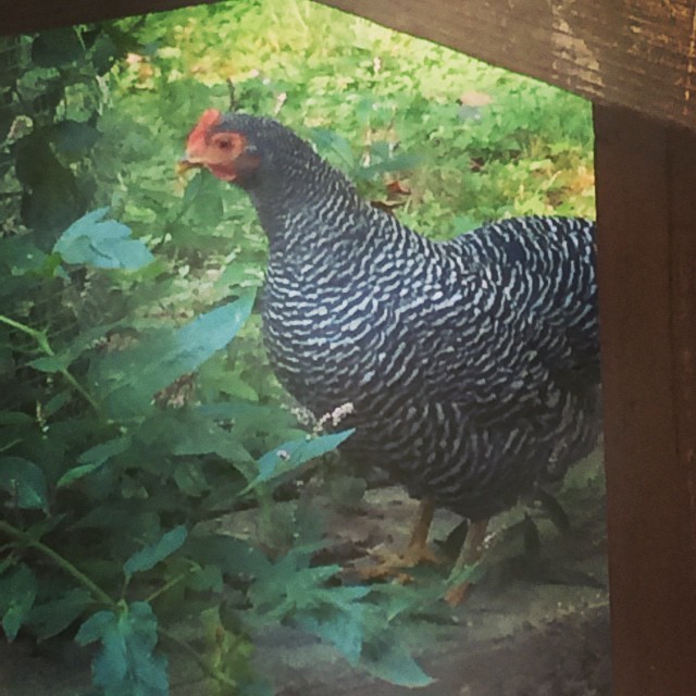 Amy is keeping an eye on the tomatoes while my son is at school #bantam #barredrock #chickensofinstagram