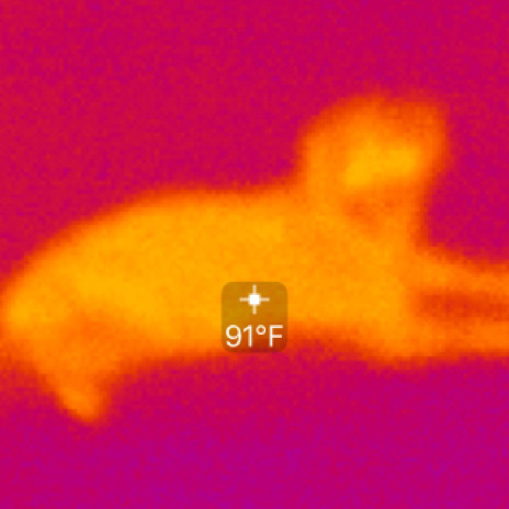 sft425:  meghaljanardan:  meghaljanardan:  my dad just texted my family a thermal image of our dog   hot dog   @anaisalicious