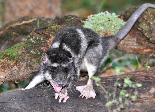 Don&#39;t Get Bit — Yapok The water opossum (Chironectes minimus),...