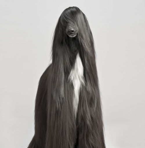 tastefullyoffensive:  Animals with Fabulous Hair [boredpanda]Previously: Animals in Complete Astonishment