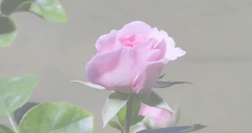Gif Coquette
