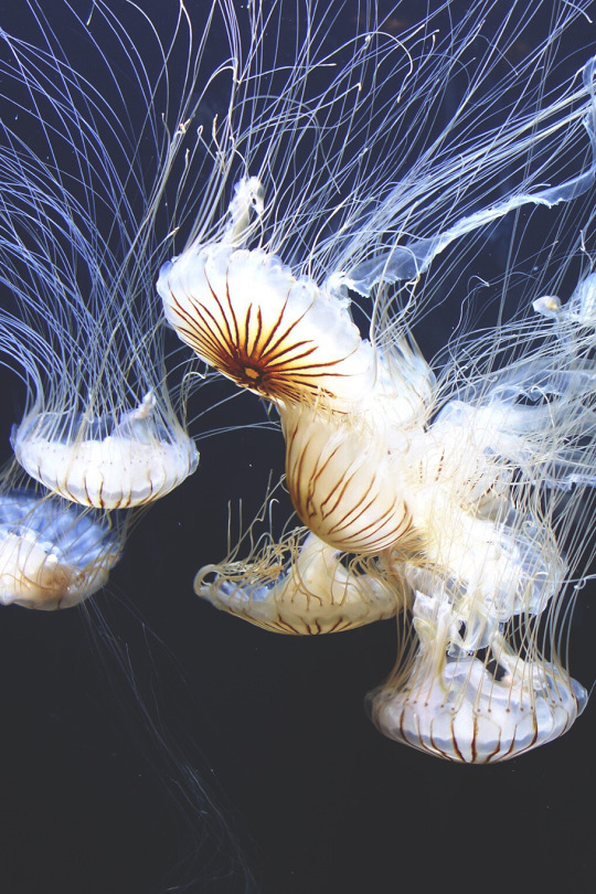 folklifestyle:  banshy:  Underwater by Alumah   Use code “tumblr” for 50% off