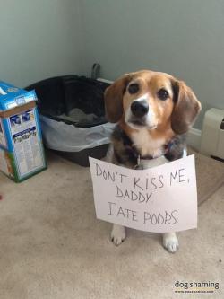 dogshaming:  Mom leaves note for dad  Daddy refused kisses after Fenway took to the kittens litter box.