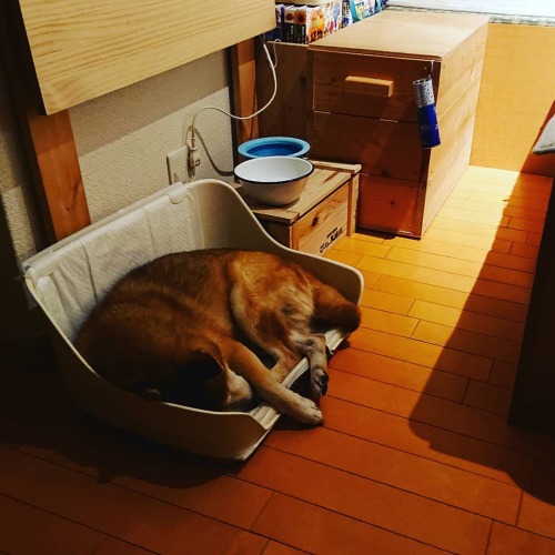 月曜の夜はトイレで寝る。#しばいぬのいる生活 #柴犬 #柴犬14歳 #shibainu #shibastagram #shiba #shibadog #dogstagram #dog #犬 #日々文珍