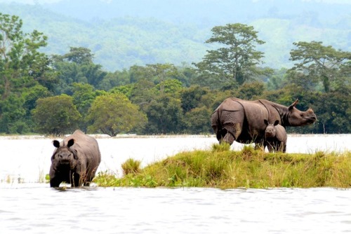 Kaziranga National Park These are a couple of one-horned Indian rhinoceroses in Karazinga National P