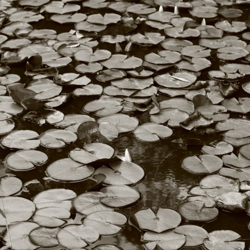 Solitude 