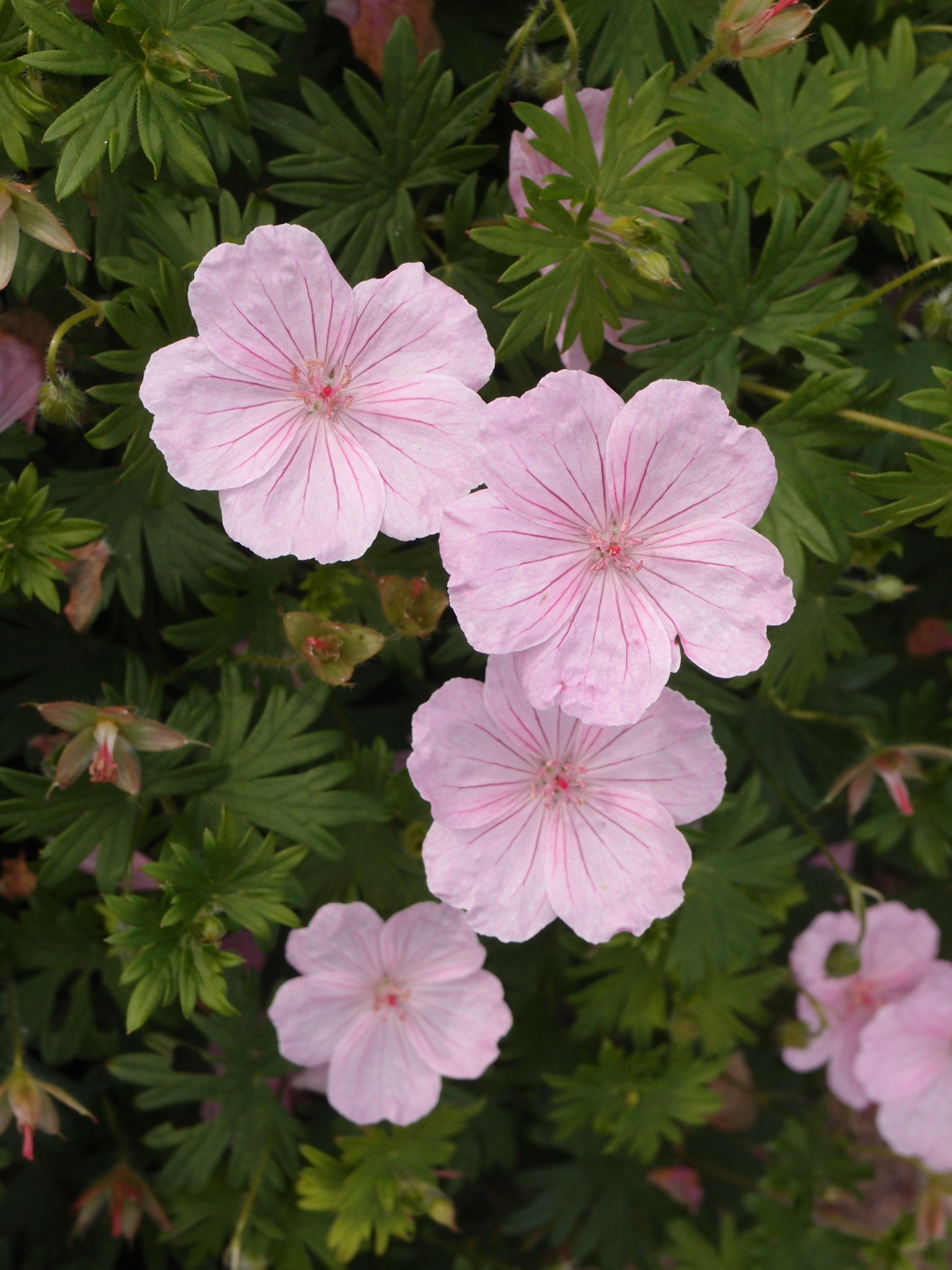 Bloody Cranesbill - Tumblr Gallery