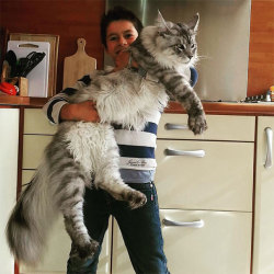 awesome-picz:    Maine Coon Cats That Will Make Your Cat Look Tiny. 