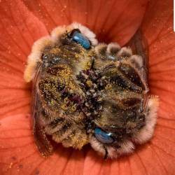 vorefoot-contessa: awwcutepets:  A couple of bees napping in a flower. The bees sleep 5 - 6 hours in 24 hours period and many bees hold each other’s legs as they sleep. Some native bees sleep in the flowers. Photo: Joe Neely via Nina’s Bees  @roseseafoam