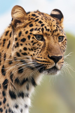 creatures-alive:  Leopard by Glenn 
