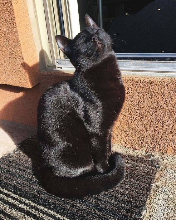 Black Cat Appreciation Post