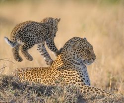 Phototoartguy:  Lorians Cub Doing Its Best To Keep Mum In The Shade. #C4Photosafaris