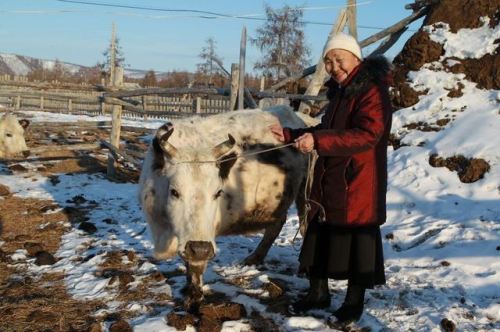 Cattle breeding in the Eveno-Bytantaysky District in Sakha Republic(Russia, 2013).Yakutian cattle ar