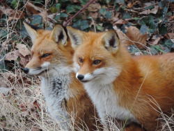 hellospriggan:Admire my fox and her cute