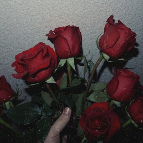 dailyyroses: roses.