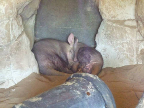 Aardvarks Sleeping by RoxieFang