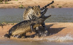 :  This jaguar in Brazil swam silently across