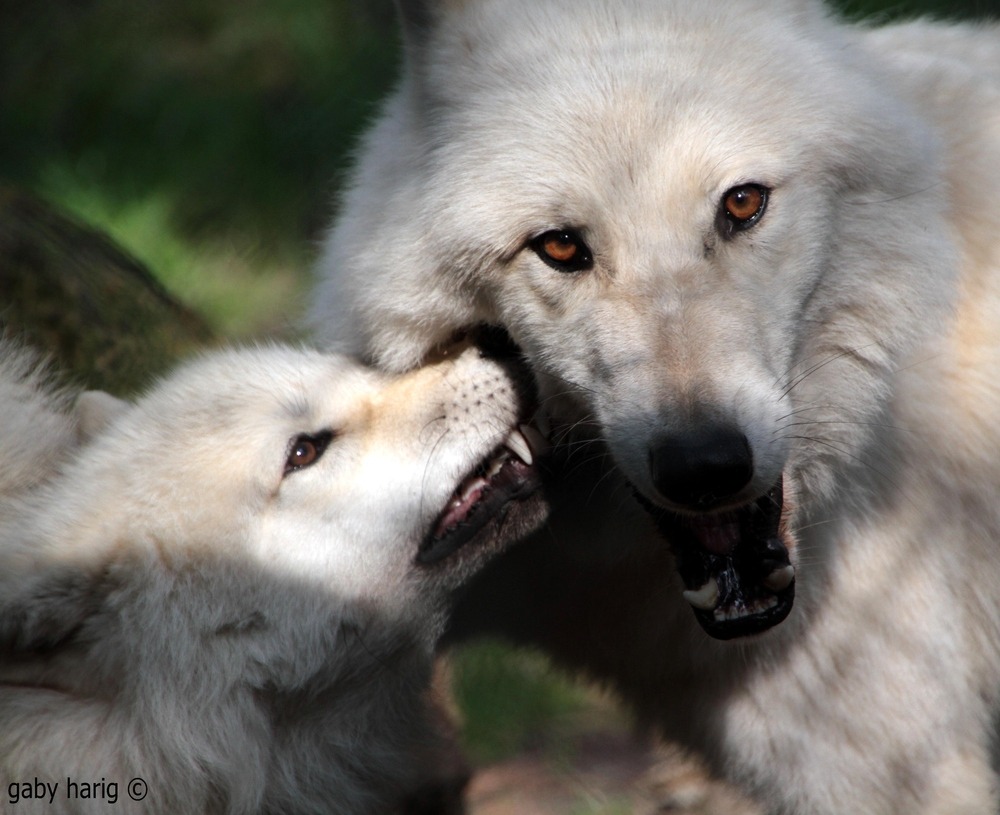 her-wolf:      ✧   ✧ by Gaby Harig   ✧   ✧       