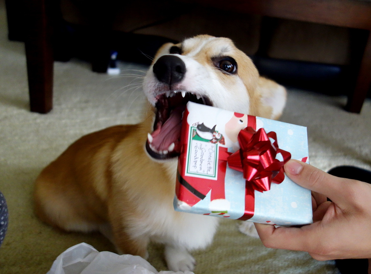 omelettethecorgi:  Merry Corgsmas!! Omelette hopes that everyone received delicious