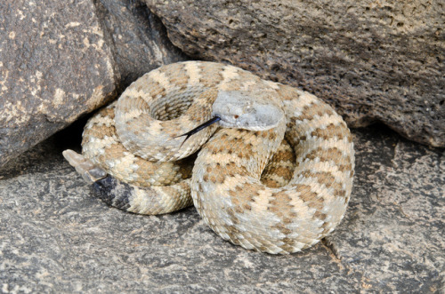 exotic-venom: (Crotalus mitchellii stephensi) Panamint rattlesnake 