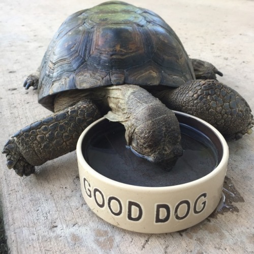 taysanimaladventures:Look at my good dog