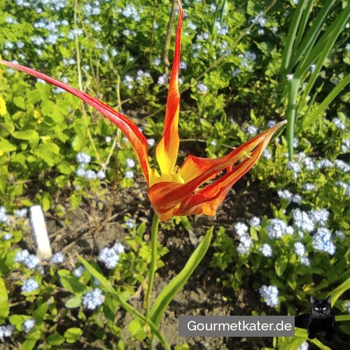 Eine Tulpe wie eine Flamme!

www.gourmetkater.de