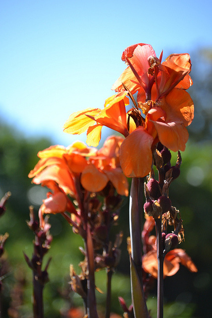 Les fleurs dans le jardin; la deuxième partie on Flickr.