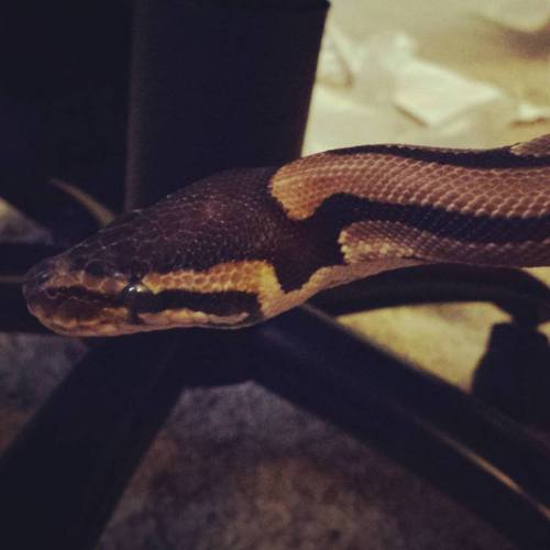 40-snakes-in-a-trenchcoat:While I was setting up the new bioactive, Jersey tapped on her tub and ask
