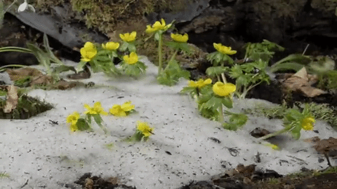english-idylls:Spring flowers time-lapse by Neil Bromhall.