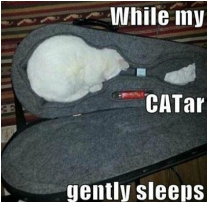 Resting up for some late night caterwauling