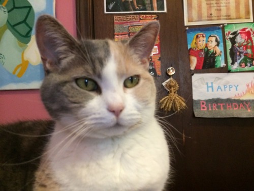 spacedudebenny:Look at my cute cat