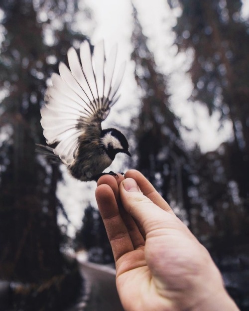 cutebeastsdaily:Photography by Konsta Punkka