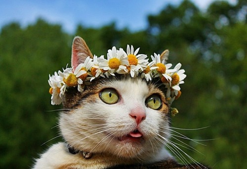 the-mediocre-life: rough-tweed-action: The fairest of them all. @mostlycatsmostly