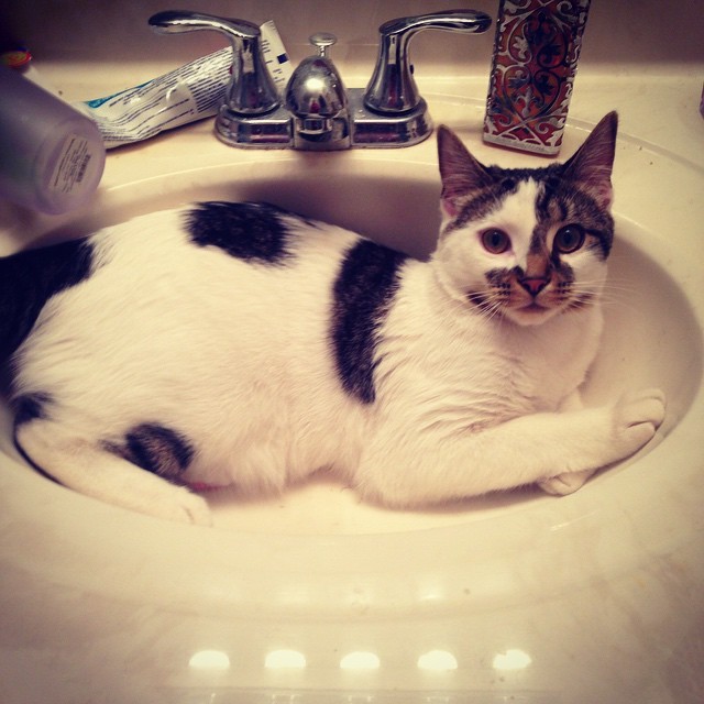 ggreenlight:
“Sinks are for sitting… #catstagram #catsofinstagram #instacat #getoutoftherecat
”