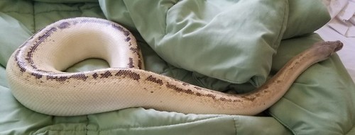 fattynoodles:Ophelia came out for some morning exercise today :). She never stops moving!Ivory blood