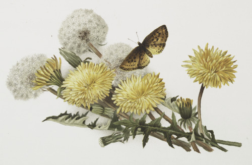 L. Prang &amp; Co. - Christmas cards depicting dandelions and butterflies - via NYPL