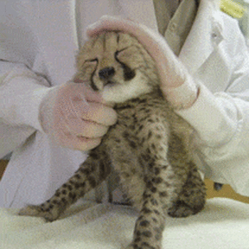 A Leopardstar Stimboard With Cheetah Fur, Sparkles, And Paws As Requested By @little-petre-agere-therian-blog(so