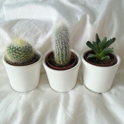 bbralejandra.tumblr.com/post/120916095125/