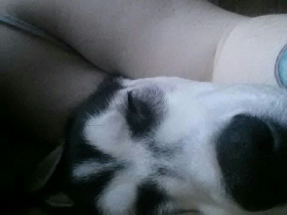 mkayynicole:  My handsome husky, Archer! :) 